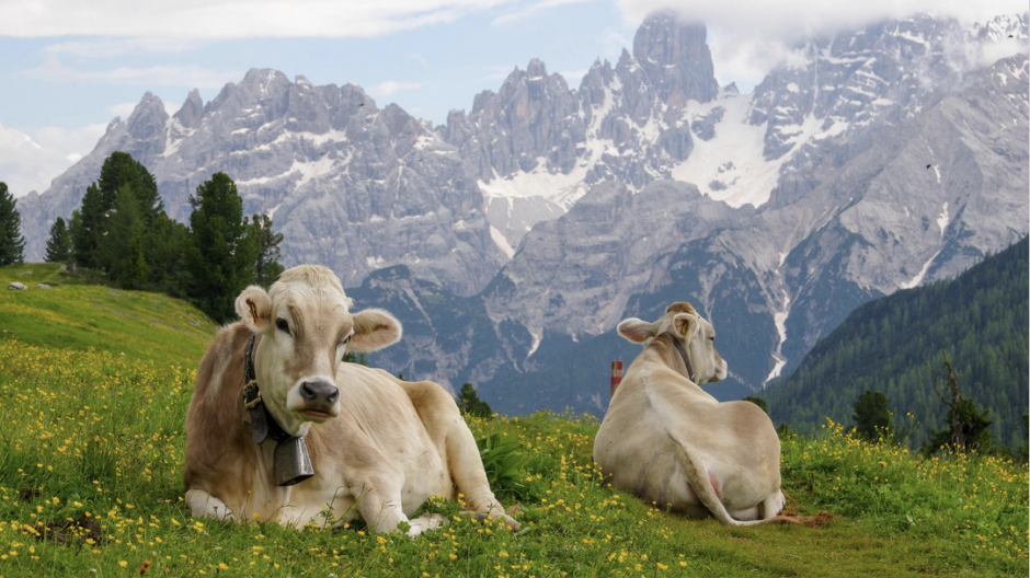 Estate in alpeggio: Valgrande e Parchi Ossola cercano volontari per la pastorizia